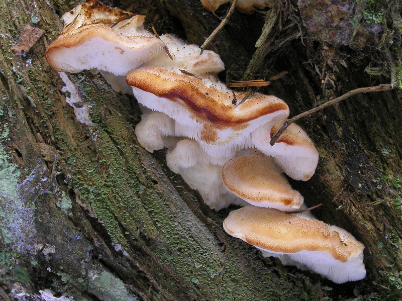 Oligoporus fragilis